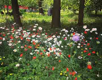 A photograph of a wildflower meadow in bloom in the summertime, in the foreground, with a line of trees in full leaf in the background.