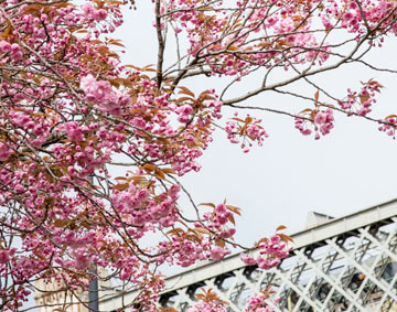 blossoms on a tree with a bridge in the background