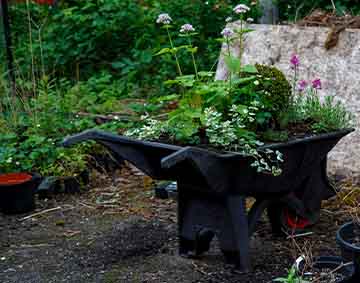 An image of a wheelbarrow filled with young plants, ready to be planted on the gallery's grounds.