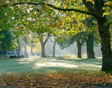 sunlight streaming through trees