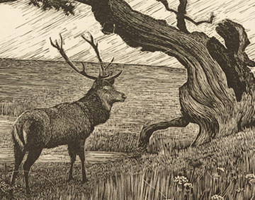 stag and oak tree in a monochrome etching