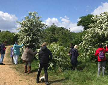 fruit pickers gathering fruit from a hedgerow as part of Company Drinks process